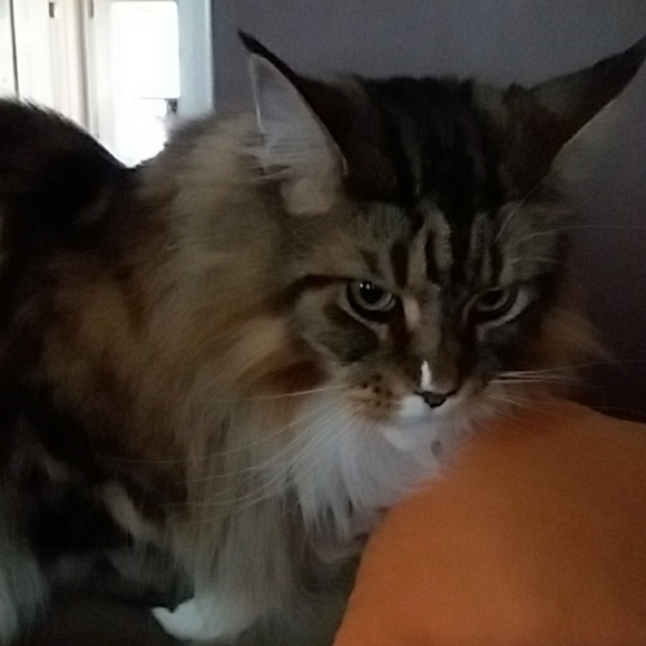 Meet your Posher, Isabella - Picture 2 of 11